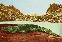 Crocodile